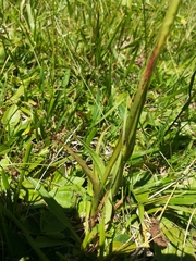 Anacamptis coriophora carpetana