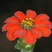 Zinniinae - Photo (c) aacocucci, some rights reserved (CC BY-NC), uploaded by aacocucci