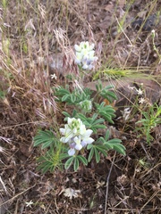 Lupinus malacophyllus