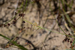 Carex aurea