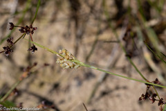 Carex aurea