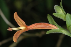 Dicliptera squarrosa
