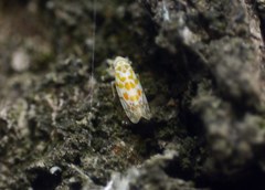 Typhlocyba quercus