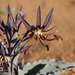 Ornithoglossum vulgare - Photo (c) Peter Erb,  זכויות יוצרים חלקיות (CC BY-NC), הועלה על ידי Peter Erb