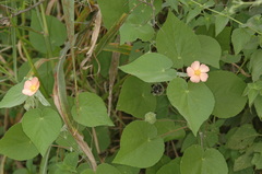 Callianthe pauciflora