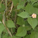 Callianthe pauciflora - Photo (c) aacocucci, algunos derechos reservados (CC BY-NC), uploaded by aacocucci