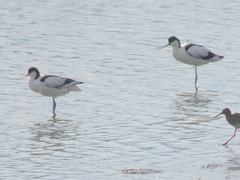 Recurvirostra avosetta