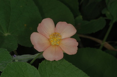 Callianthe pauciflora