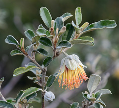 Diplolaena dampieri