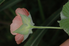 Callianthe pauciflora