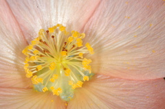 Callianthe pauciflora