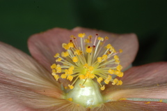 Callianthe pauciflora