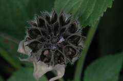 Callianthe pauciflora