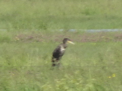 Phalacrocorax carbo