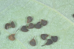 Callianthe pauciflora