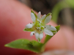 Stellaria borealis borealis
