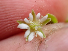 Stellaria borealis borealis