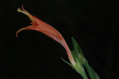 Dicliptera scutellata