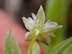 Stellaria borealis borealis