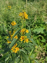 Lysimachia vulgaris