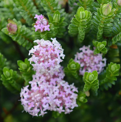Pimelea ferruginea