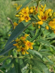 Lysimachia vulgaris