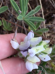Lupinus malacophyllus