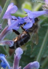 Apis mellifera