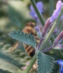 Apis mellifera