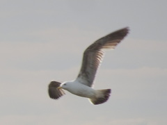 Larus fuscus