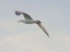 Larus fuscus