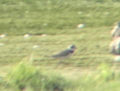 Charadrius hiaticula