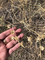 Epixiphium wislizeni