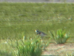 Charadrius hiaticula