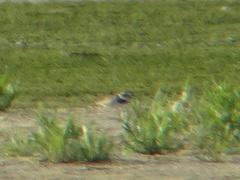 Charadrius hiaticula