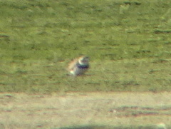 Charadrius hiaticula
