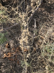 Epixiphium wislizeni