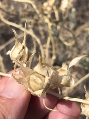 Epixiphium wislizeni