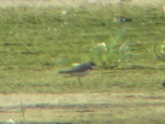 Charadrius hiaticula