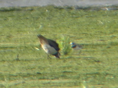 Charadrius hiaticula