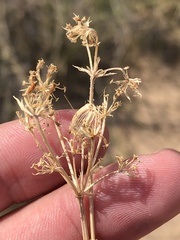 Eurytaenia hinckleyi