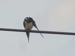 Hirundo rustica