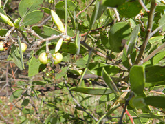 Arctostaphylos manzanita