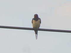 Hirundo rustica