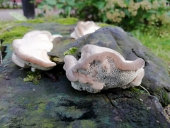 Trametes gibbosa