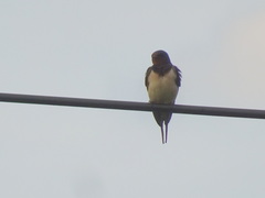Hirundo rustica
