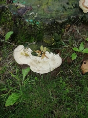 Trametes gibbosa