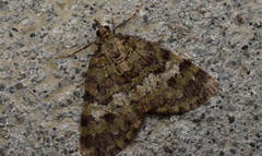 Hydriomena speciosata