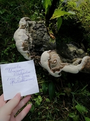 Trametes gibbosa