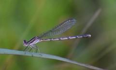 Argia nahuana